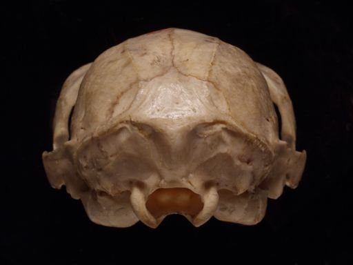Propithecus diadema