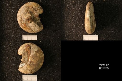 Hoploscaphites nicolletii