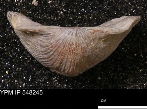 Stropheodonta navalis