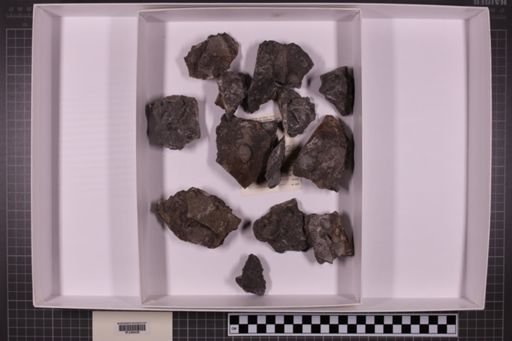 mixed taxa, stratigraphic collection