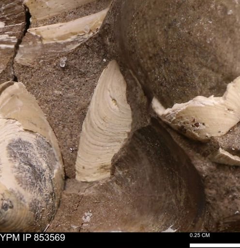 Limopsis striatopunctatus