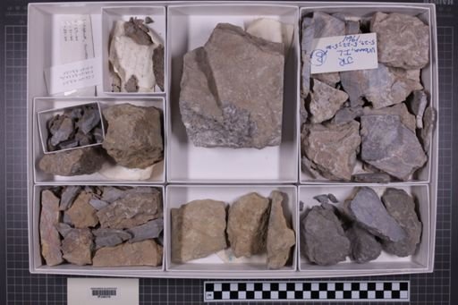 mixed taxa, stratigraphic collection