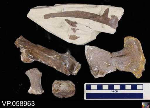 Platecarpus