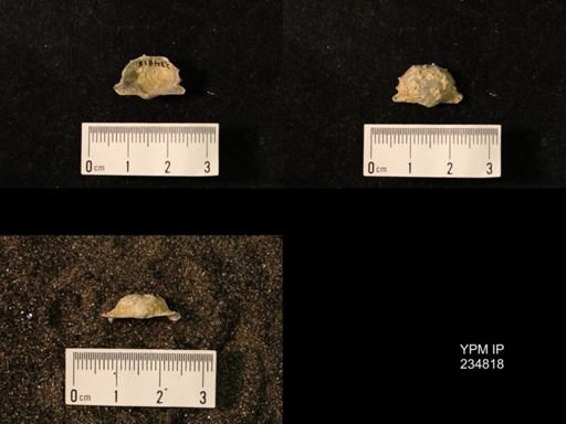 Marginifera wabashensis var. armata