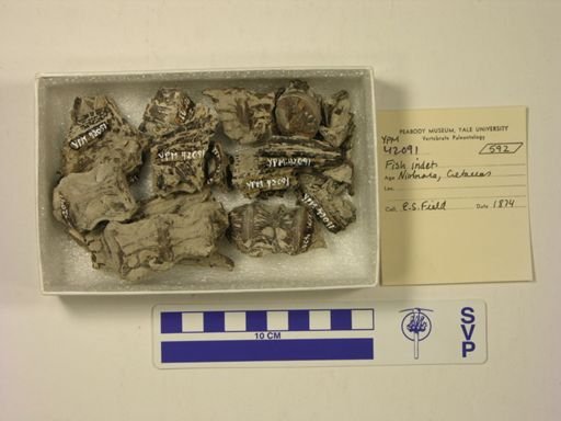 undet. Actinopterygii