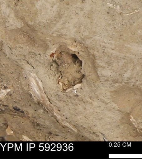 undet. Mollusca