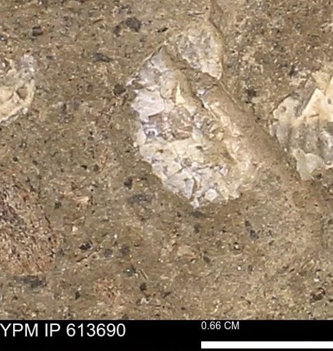 Scaphites sp.