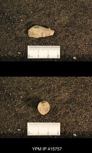Meekospira choctawensis
