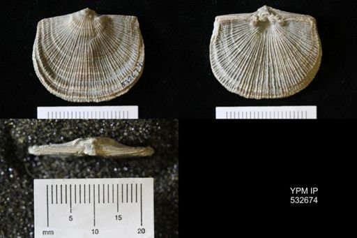 Schuchertella sp.