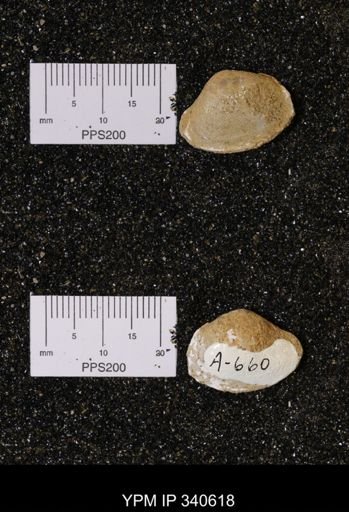 Corbicula sp.