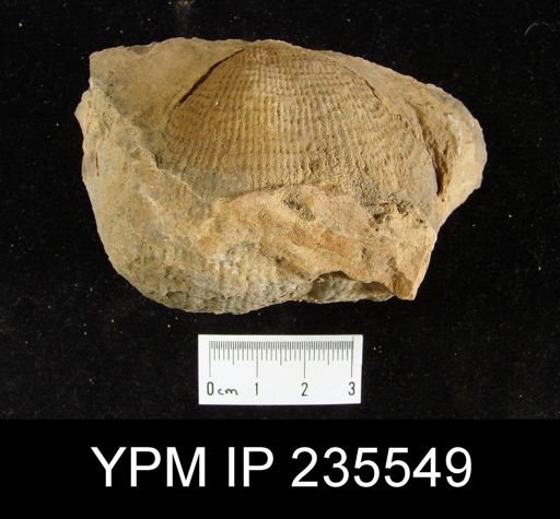 Productus semireticulatus