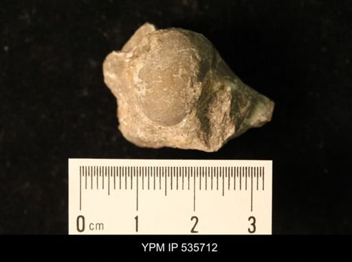 Bellerophon missouriensis