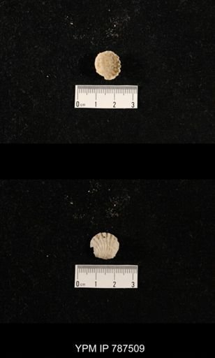 undet. Brachiopoda