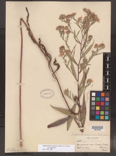 Symphyotrichum lanceolatum lanceolatum