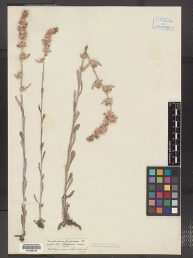 Gnaphalium purpureum