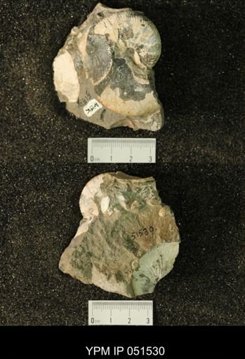 Hoploscaphites nicolletii