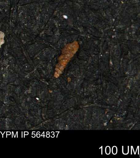 Verneuilinoides kansasensis