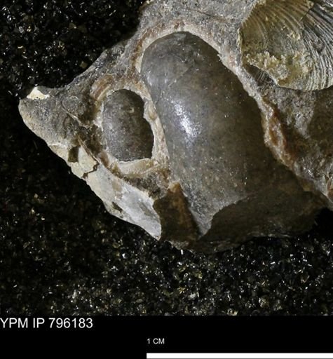 undet. Gastropoda