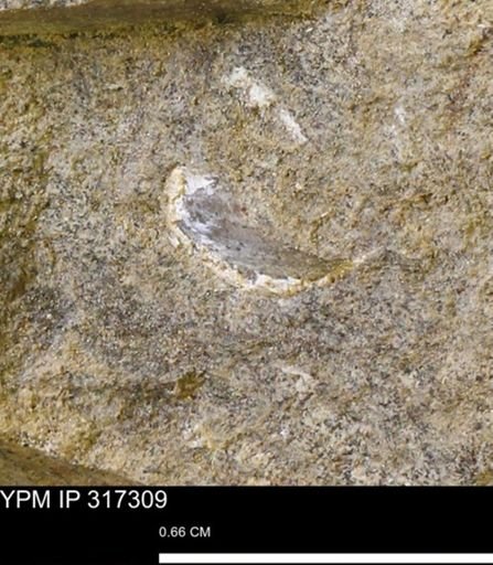 undet. Mollusca