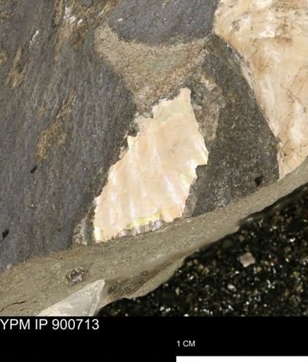 Hoploscaphites?
