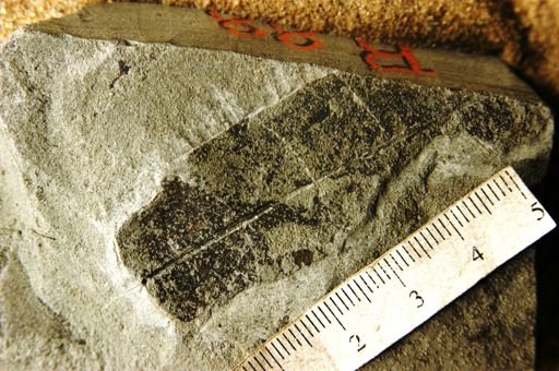 Myrsine pseudoferruginea