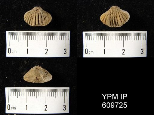 Camarotoechia transversa