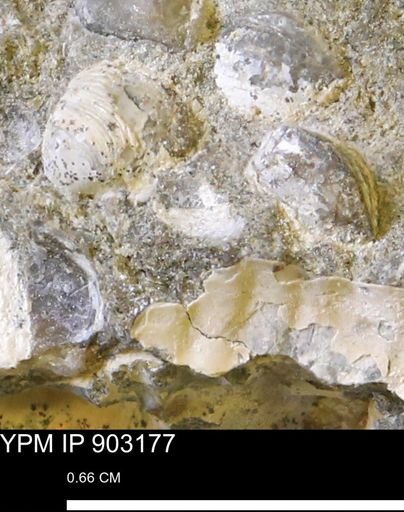undet. Mollusca
