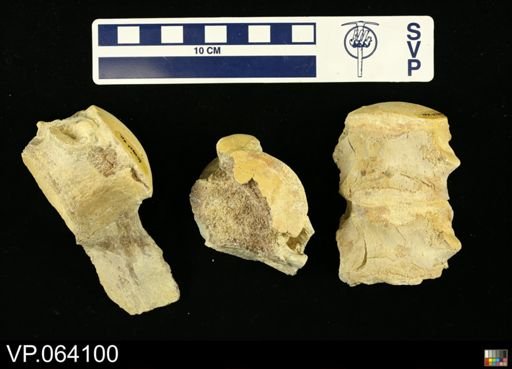 undet. Mosasauridae