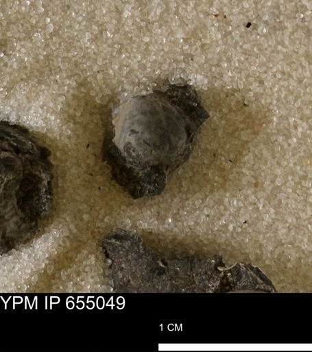 Protocardia