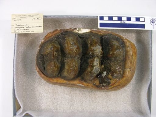 Mammut americanum