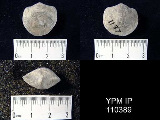Atrypa reticularis