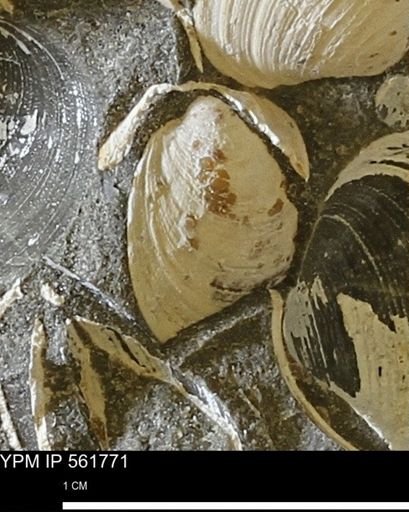 Limopsis sp.