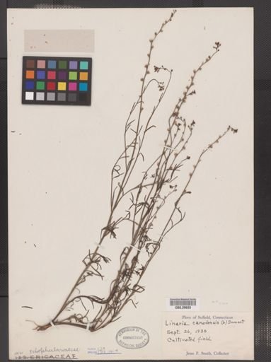 Linaria canadensis
