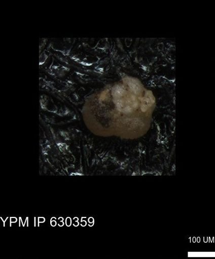 undet. Foraminiferida