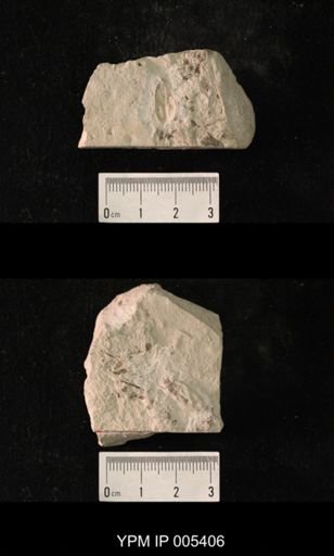 Megelytron robustum