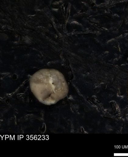 undet. Foraminiferida
