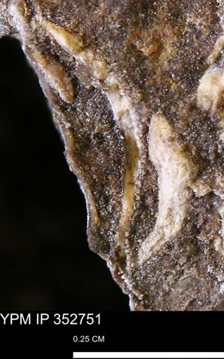 undet. Mollusca
