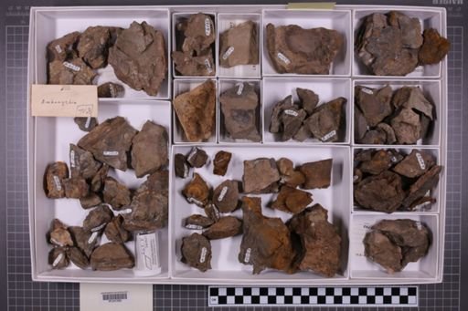 mixed taxa, stratigraphic collection