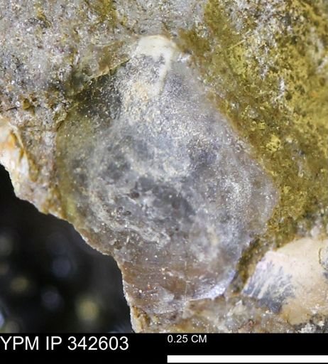 Ostreidae?