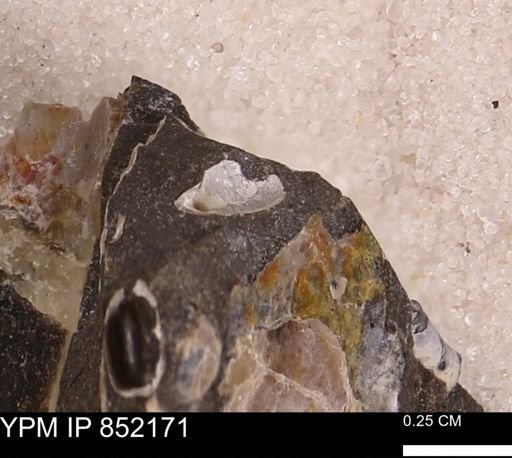 undet. Bivalvia