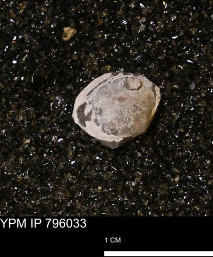 Spisula elliptica