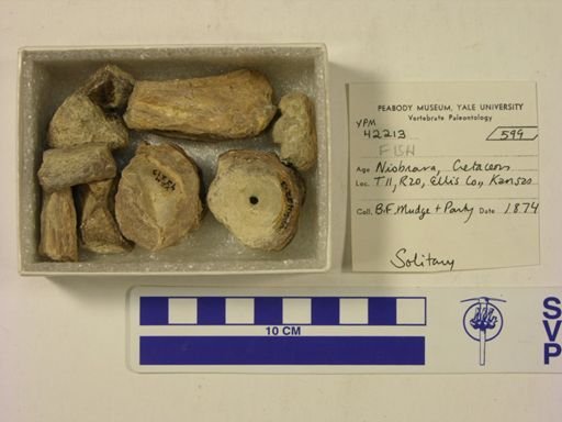undet. Actinopterygii