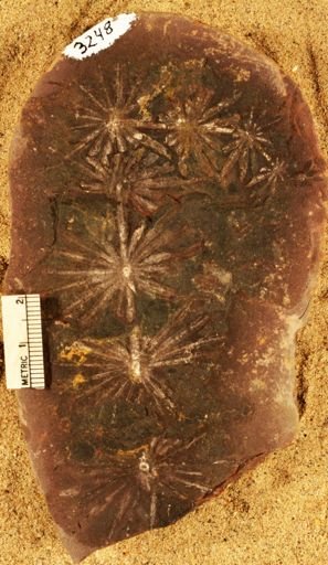 Annularia
