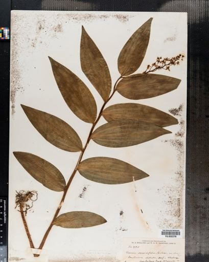 Maianthemum