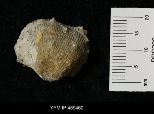 Linoproductus prattenianus