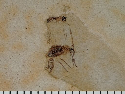 Diptera?
