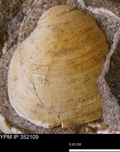 Limopsis striatopunctatus