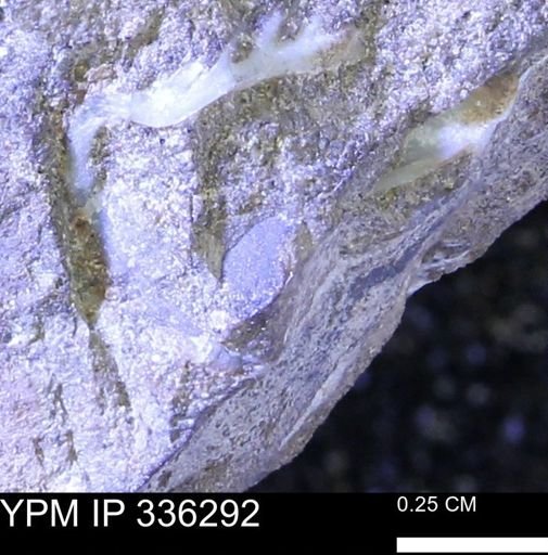undet. Mollusca