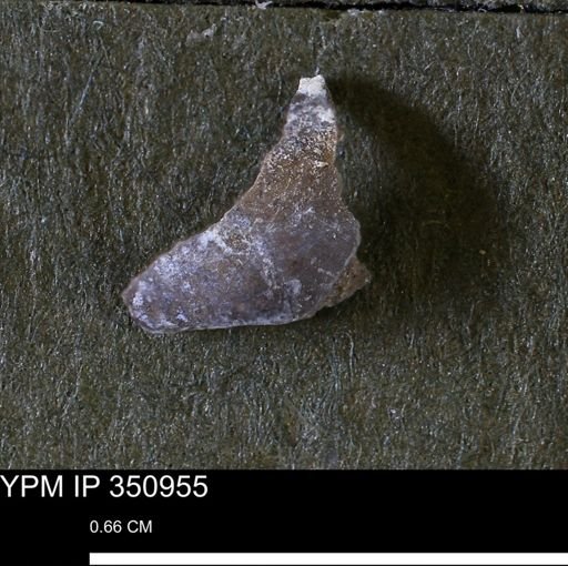Nuculanidae?