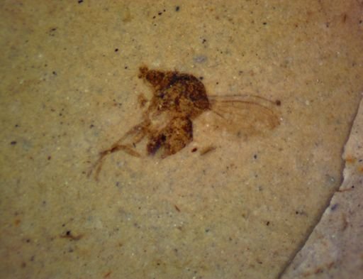 undet. Diptera